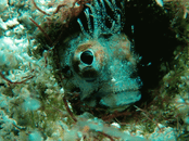 as7.gif