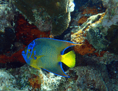 jja3.gif