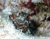 jja8.gif