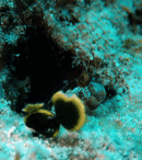 jja9.gif