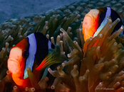 Ishigaki pair of nemo.jpg