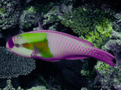 Pink Fish.jpg