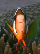 Single Nemo.jpg