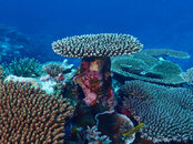 reef tree.jpg