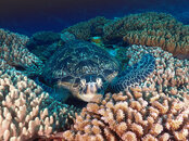 a green turtle's bed.jpg
