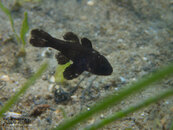 1308 14 cardinalfish.jpg