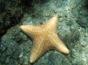 1308 15 sea star.jpg