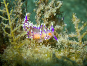 1308 16 nudi.jpg