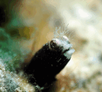 sh2.gif