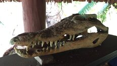 Croc skull Lissenung.JPG