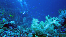 Kavieng Albatross 1.jpg