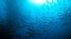 Kavieng barracuda 1.jpg