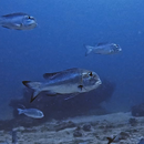 WhatFish11.png