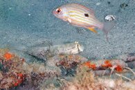 IMG_0030wa eyebar goby.jpg
