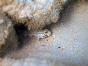 Goldspot Goby.jpg