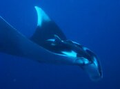 Koh Bon, West Ridge - Manta Ray (28).jpg