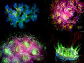 fluo2.jpg
