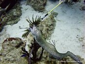 IMG_3414v1.jpg