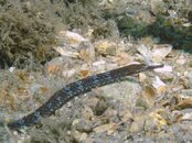 Blue Heron Bridge Diamond Pipefish.jpg