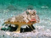 Blue Heron Bridge Shortnose Batfish.jpg