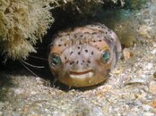 Blue Heron Bridge Balloonfish.jpg