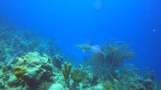 Blacktip Shark at Cathedral.jpg