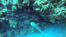 Nurse Shark at Coral Cable.jpg