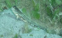 unident goby or blenny BHB July2022.JPG