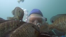Connie Blue Gill Head.jpg