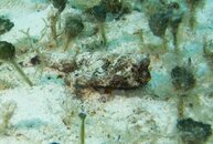 Batfish.jpg