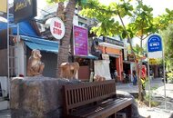 monkey bus stop.jpg
