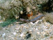 Blue Heron Bridge Diamond Pipefish.jpg