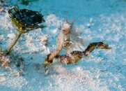 First Seahorse in Cozumel.jpg