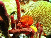 Frogfish (Small).jpg