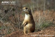 Prairie Dog.jpg