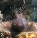 Blue Heron Bridge Seaweed Blenny.jpg