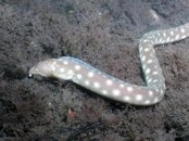 Sharp Tailed Eel.jpg