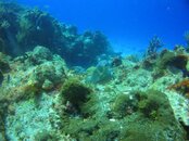 Trunkfish.jpg