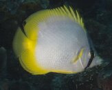 Banded-Butterflyfish-at-Oro-Verde-Wall-20120306.jpg
