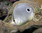 Butterflyfish-at-Sunset-House-20120302.jpg