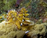 Christmas-Tree-Worm-at-Sunset-House-20120302.jpg