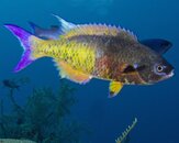 Creole-Wrasse-at-Sunset-House-20120306.jpg