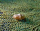 Flamingo-Tongue-at-Sunset-House-20120302.jpg