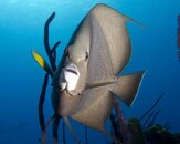 Gray-Angelfish-at-Sunset-House-20120304.jpg