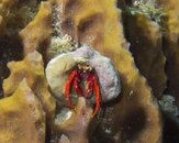 Hermit-Crab-at-Sunset-House-20120302.jpg