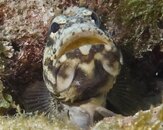 Sailfin Blenny at Sunset House 20120302_edited-1.jpg