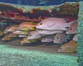 Schools-In-at-the-Oro-Verde-Wreck-20120303.jpg