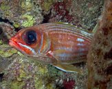 Squirrel-Fish-at-Sunset-House-20120302.jpg