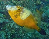 Whitespotted-Filefish-at-Neptune's-Lair-20120304.jpg