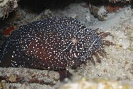 Spotted Toadfish.jpg